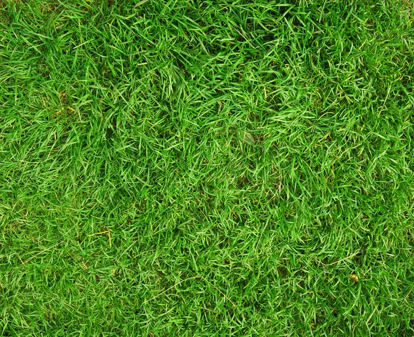 緑の草の背景 — ストック写真