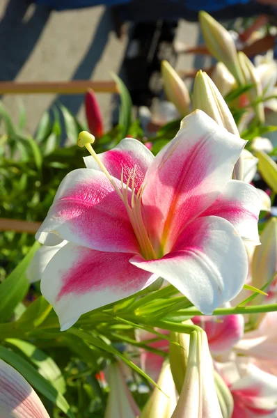 Närbild av en amaryllis (Lily) — Stockfoto