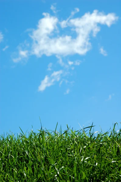 Grønn mark og blå himmel med skyer – stockfoto