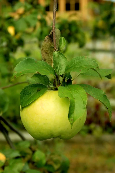 Apple growing — Stock Photo, Image