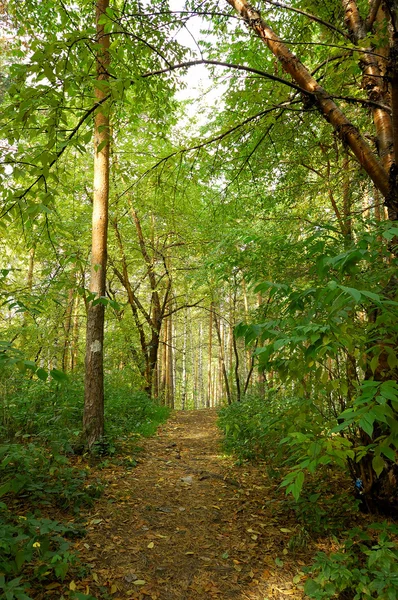 Slingerend pad door mistige bos — Stockfoto