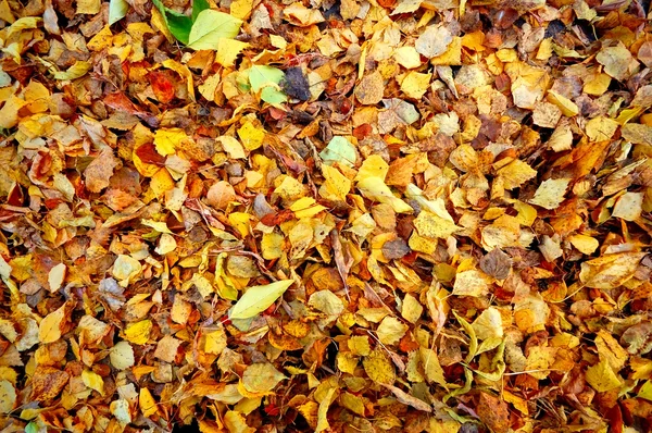 Yellow leafs backgrounds — Stock Photo, Image