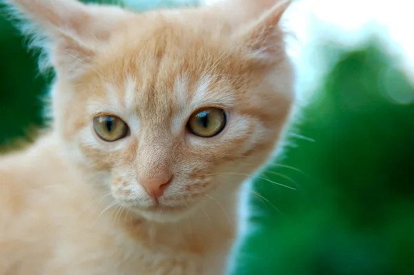 stock image Orange tabby kitten portrait.