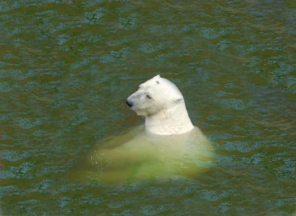 Polar bear in de koude ijskoude wateren — Stockfoto