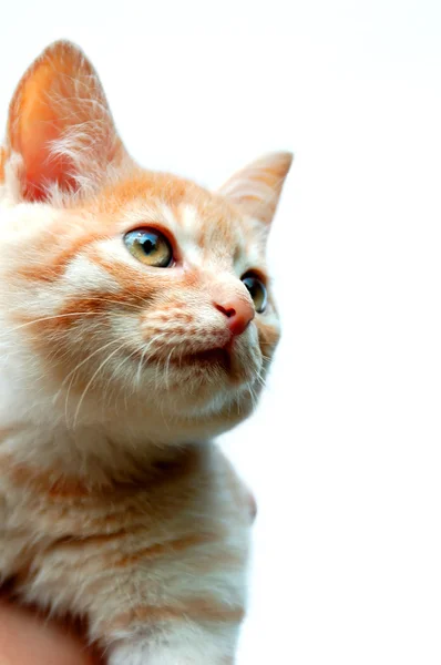 Turuncu tabby yavru kedi portre. — Stok fotoğraf