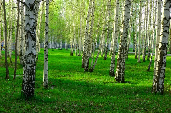 Birch wood in Russia Stock Photo