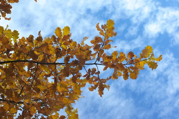 stock image Autumn oak leaves