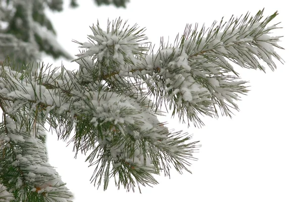 stock image Winter branch of pine