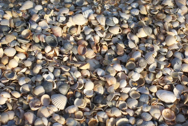 Cockle-shells beach — Stock Photo, Image