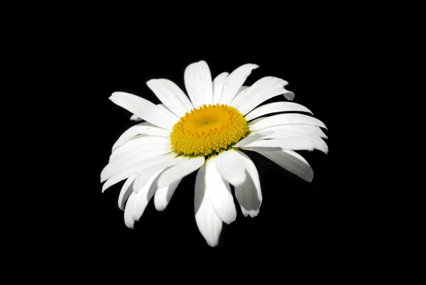 stock image Single ox-eye daisy