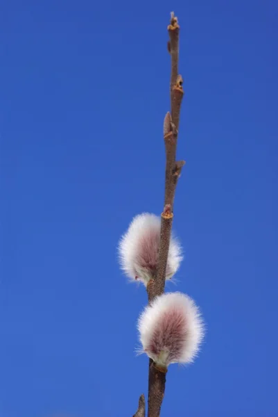 Twig of spring pussy willow — Stock Photo, Image
