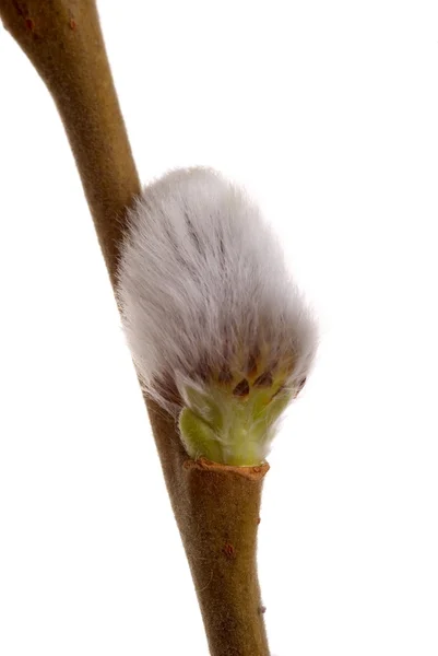 Ramita de primavera coño sauce —  Fotos de Stock