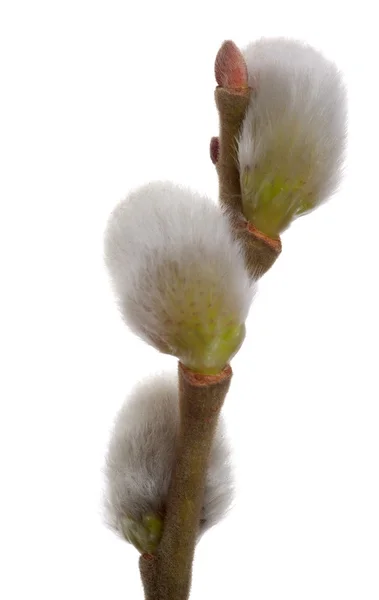 春天的猫柳树的细树枝 — 图库照片