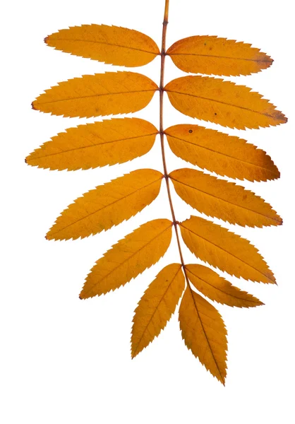 Rowan tree leaves — Stock Photo, Image