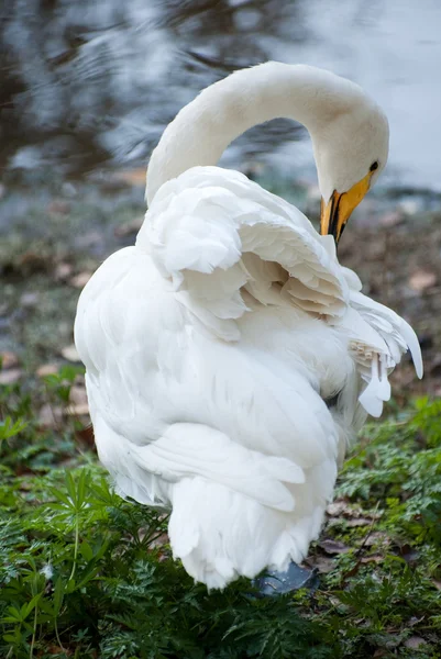 El cisne — Foto de Stock