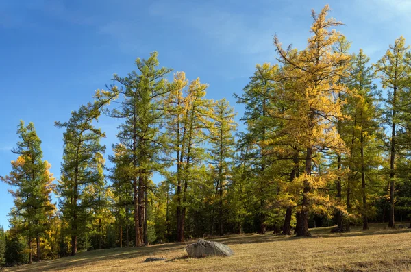 stock image Autumnal larch forest