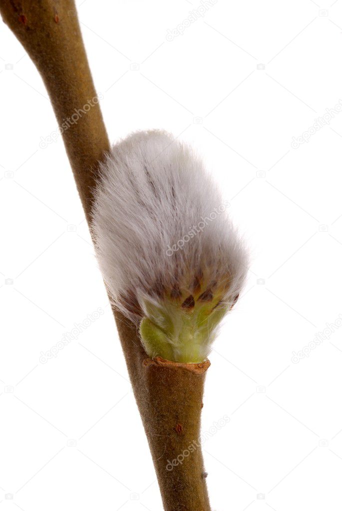 Twig of spring pussy willow