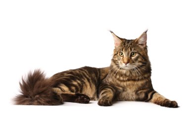 Maine-coon cat clipart