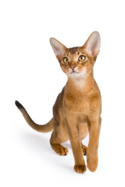 Abyssinian cat clipart