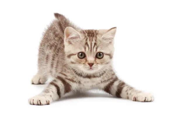 Yavru kedi Stok Fotoğraf