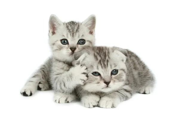 Kittens Rechtenvrije Stockfoto's