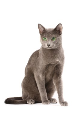 Russian blue cat clipart