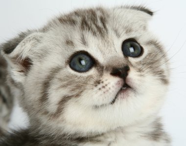 Kitten portrait clipart