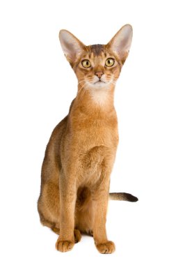 Abyssinian cat clipart