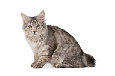 Kurillian bobtail cat clipart