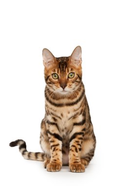 Bengal cat clipart