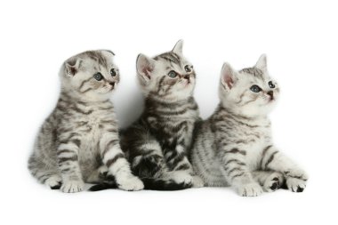Group of kittens clipart