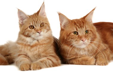 Maine coon cats clipart