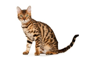 Bengal cat clipart