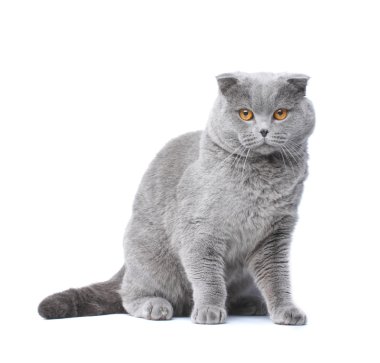 Brittish cat clipart