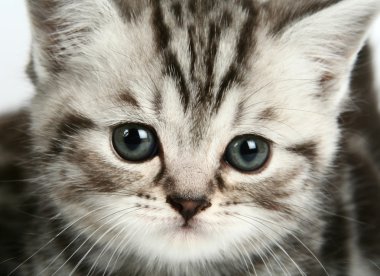 yavru kedi portre