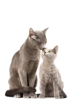 Russian blue cats clipart