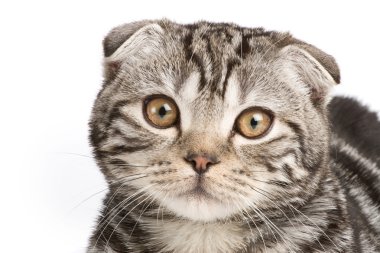 Scotish fold kitten clipart