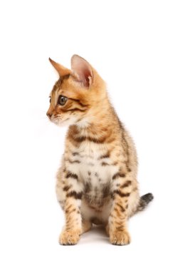 Bengal kedisi.