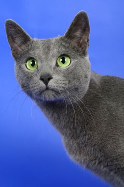 Russian blue cat clipart