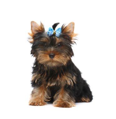 Yorkshire terrier puppy clipart