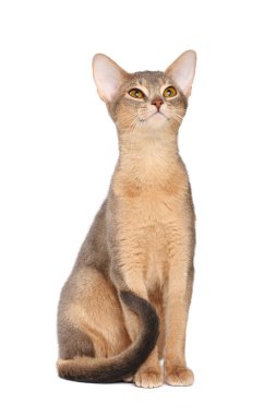 Abyssinian cat clipart