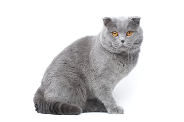Grey cat clipart