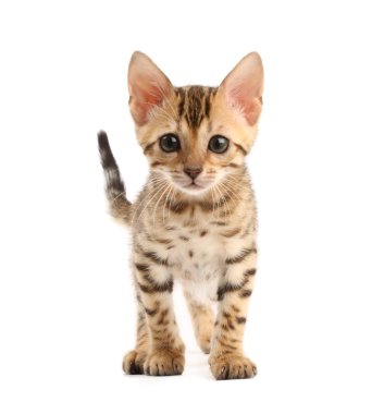 Bengal kitten clipart