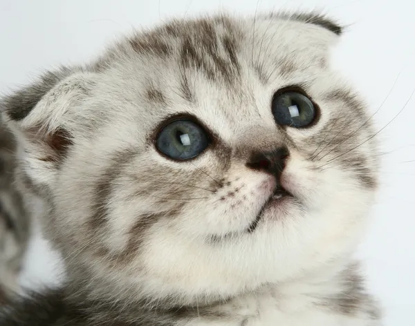Kitten portrait — Stock Photo, Image