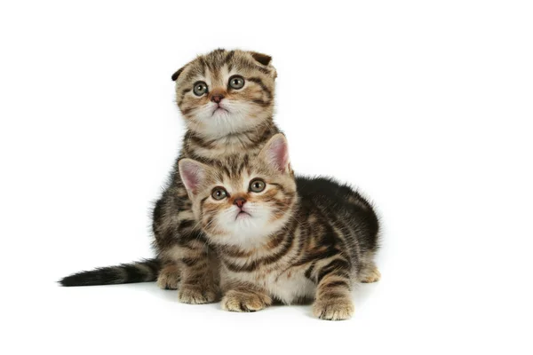 Kittens — Stockfoto