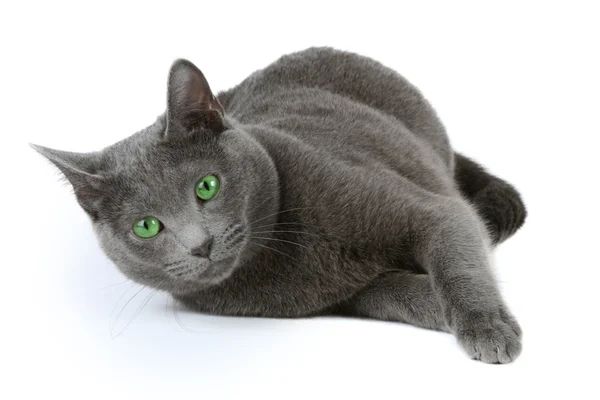 Rus mavi kedi — Stok fotoğraf