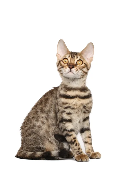 Nyfiken kattunge — Stockfoto
