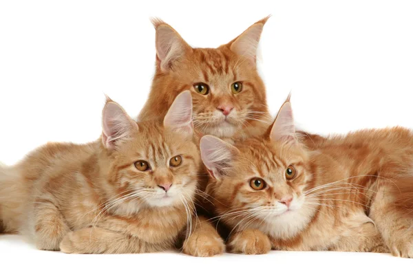 Huvudsakliga Coon katter — Stockfoto