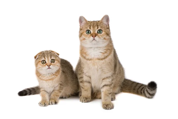Kedi ailesi — Stok fotoğraf