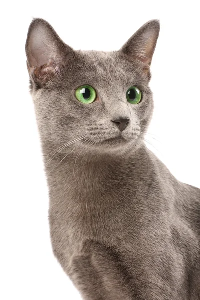 Gato azul ruso —  Fotos de Stock